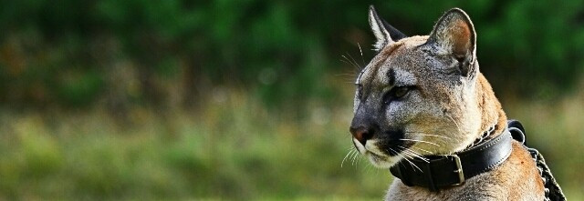 Ponad 50 000 zł zebrane przez Projekt Puma!