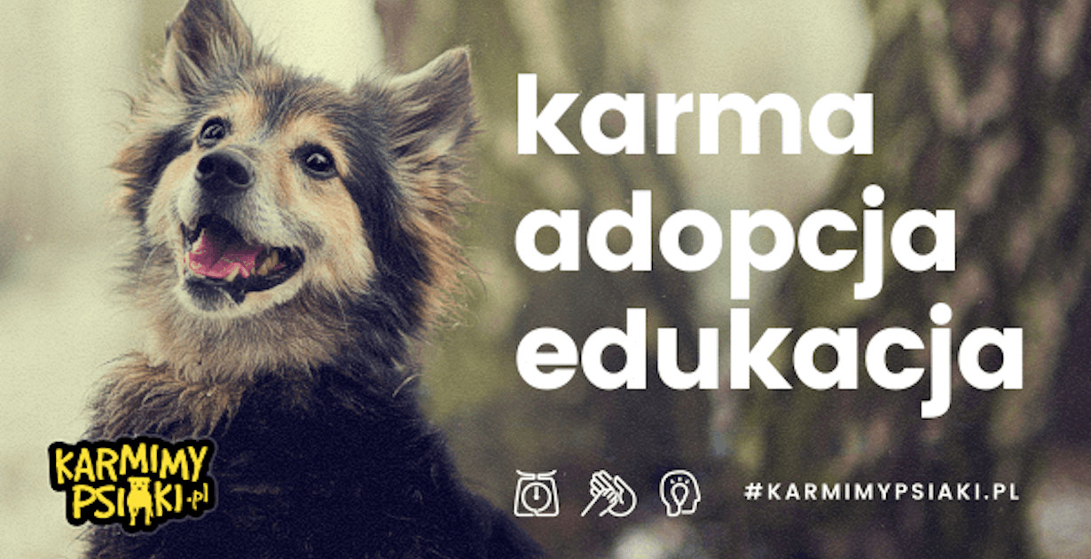 Jak skutecznie zbierać środki na pomoc zwierzętom? Przegląd akcji Fundacji Sarigato!