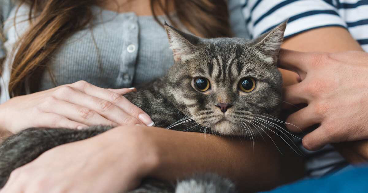 Ważny komunikat w sprawie zrzutek na leczenie zakaźnego zapalenia otrzewnej kotów (FIP)