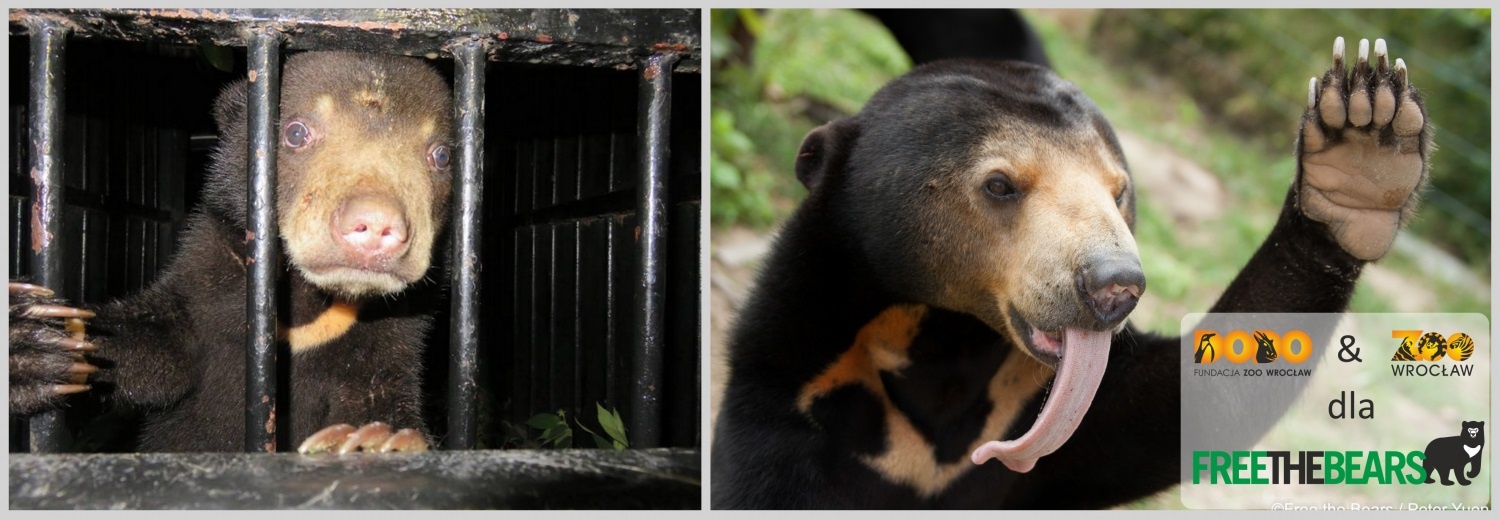 Fundacja Zoo Wrocław DODO ratuje niedźwiedzie w Laosie