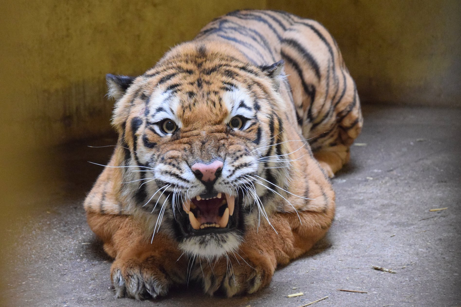 Tygrysy z poznańskiego Zoo