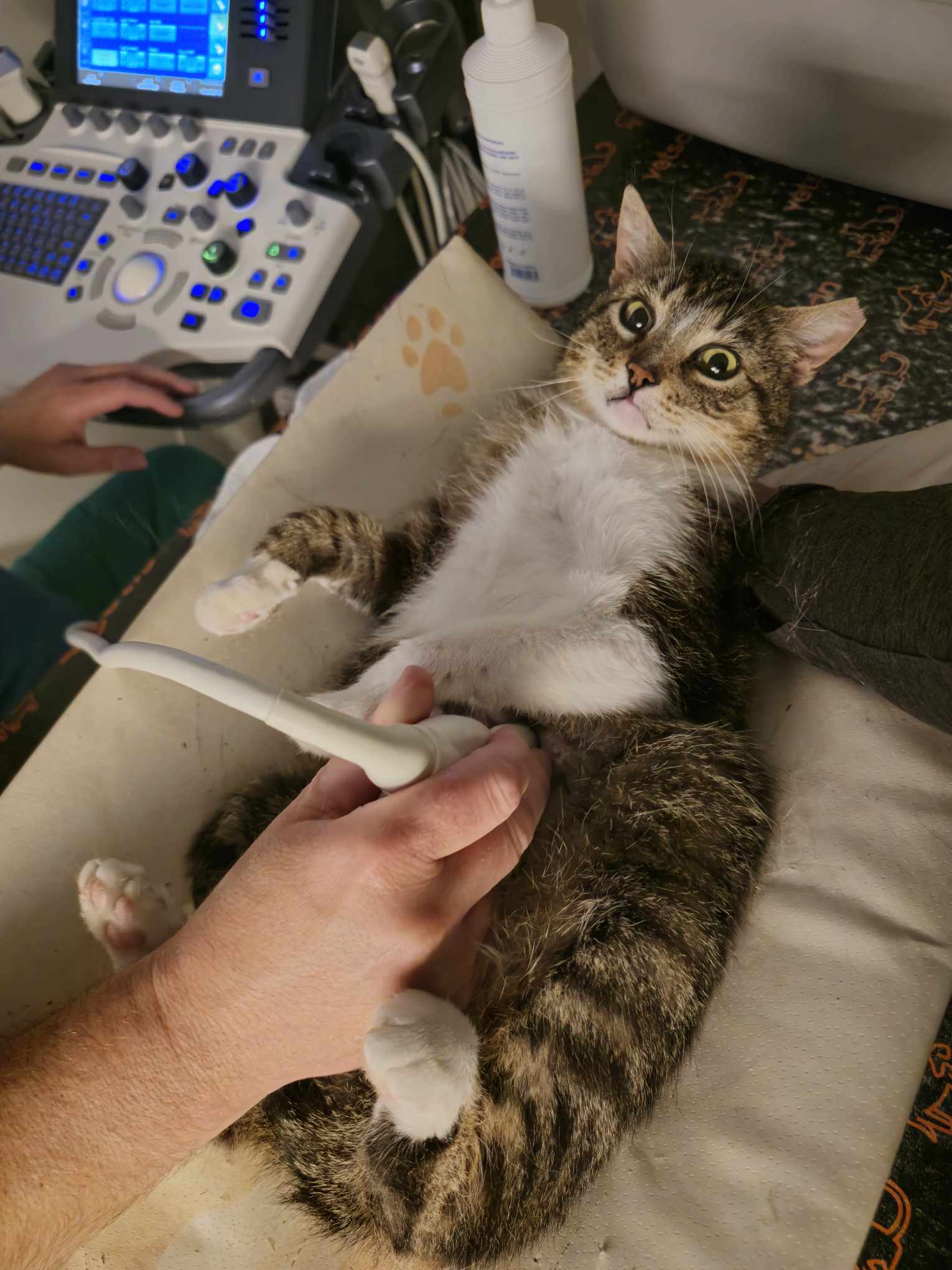 Sf5VtVJ8duteH6ud.jpg