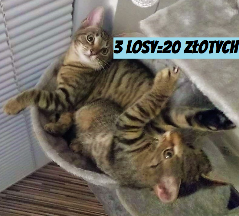 LOTERIA URODZINOWA - 3 LOSY