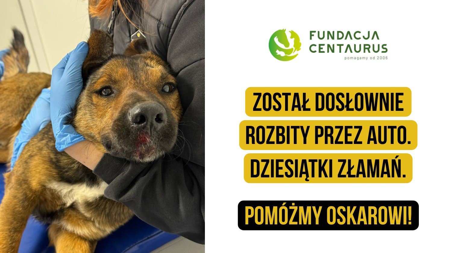 Zwierzęta