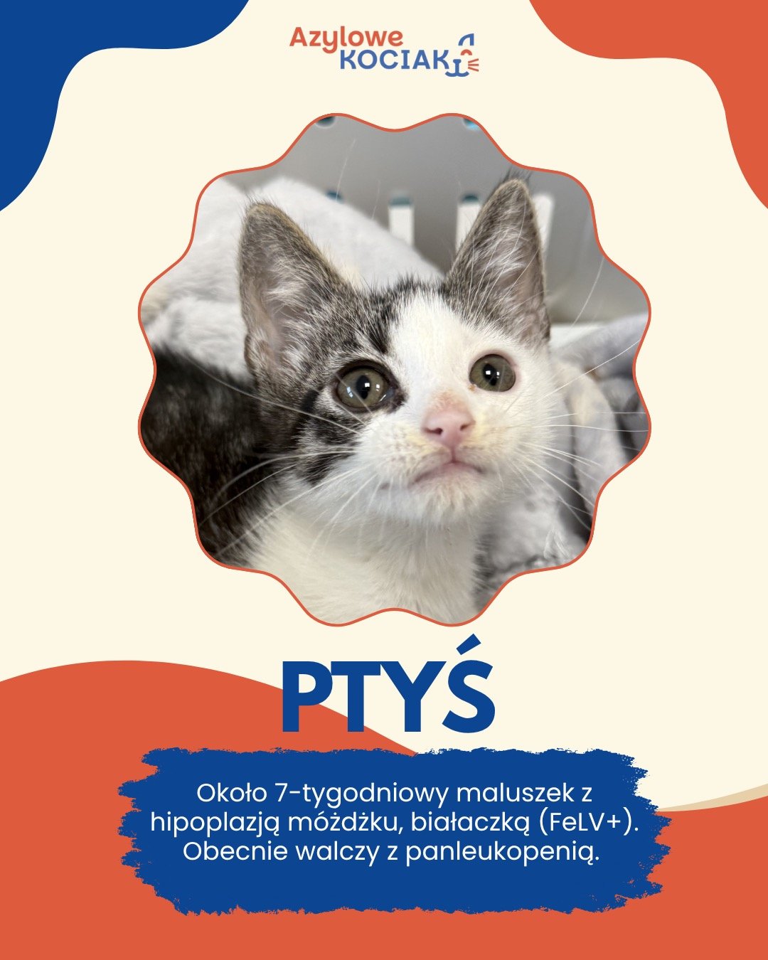 CB8gpkOUpKJH5n72.jpg