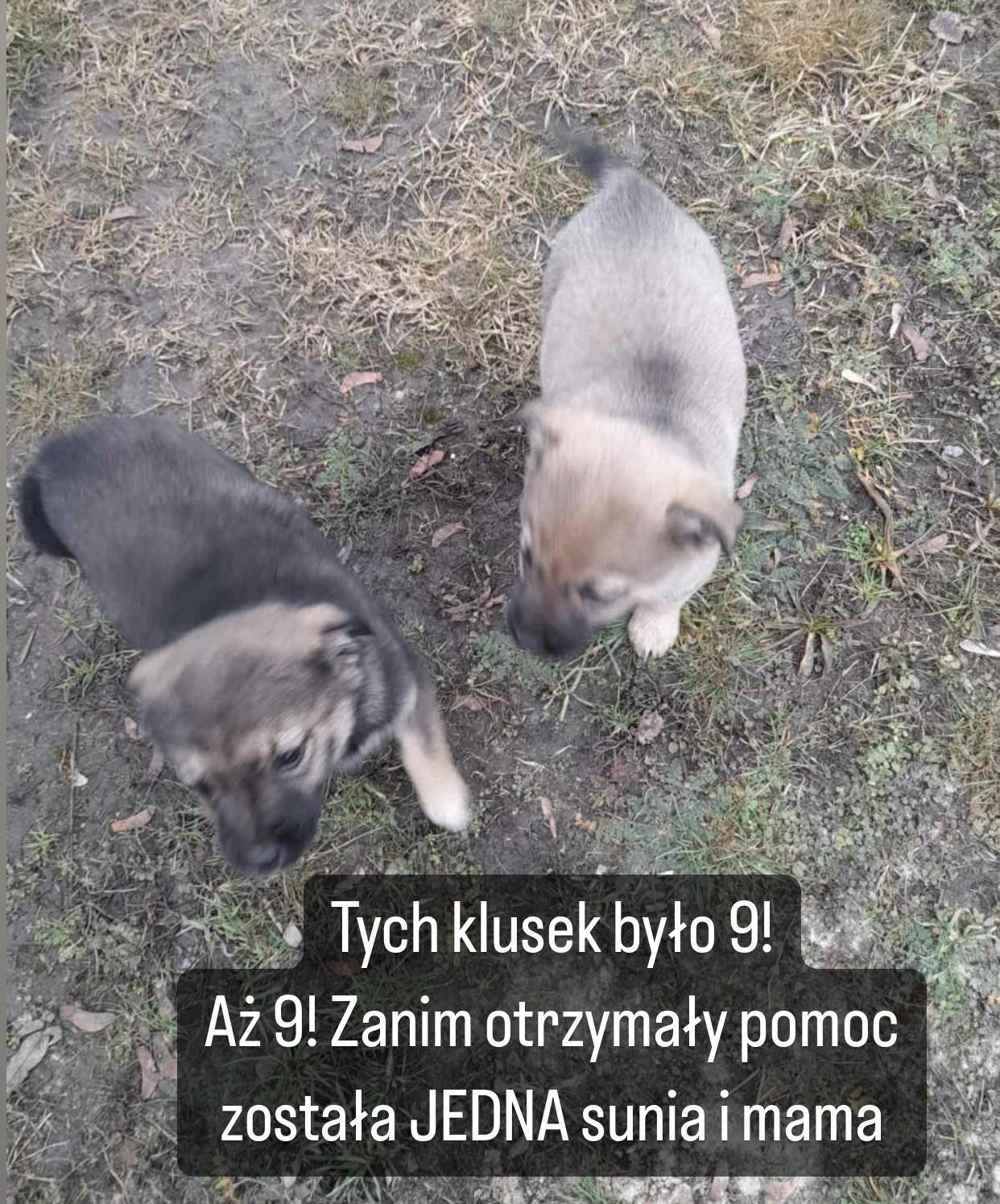 Kn7HfQEDrscZBrjN.jpg