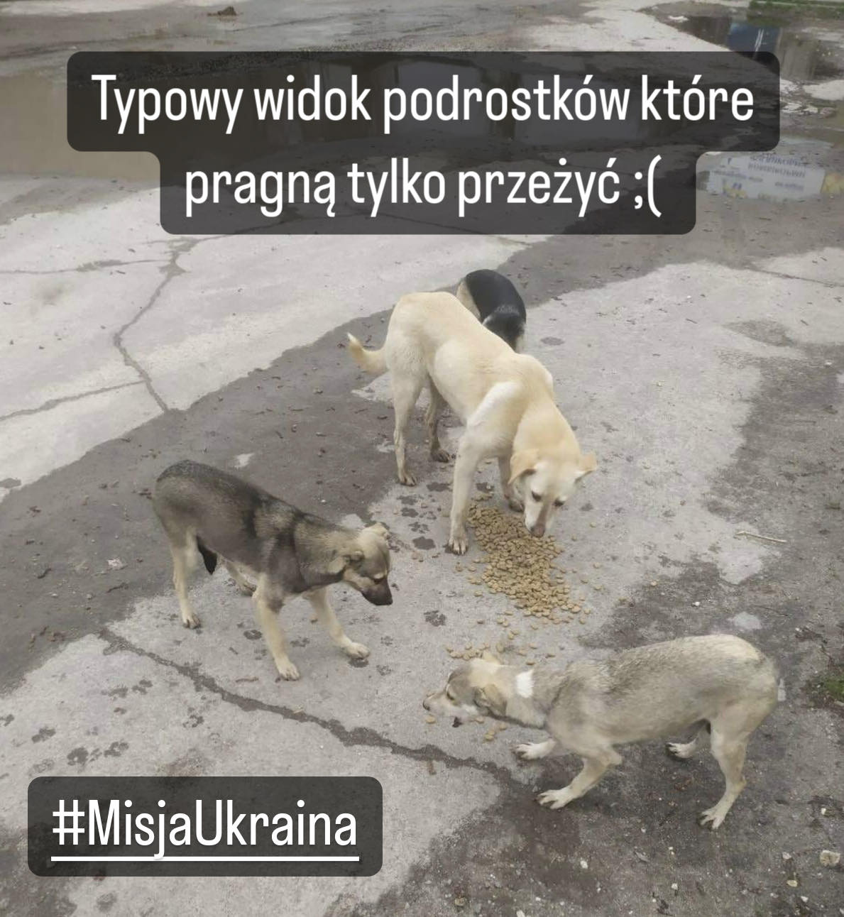 zRgYUIh76BjBvPSz.jpg
