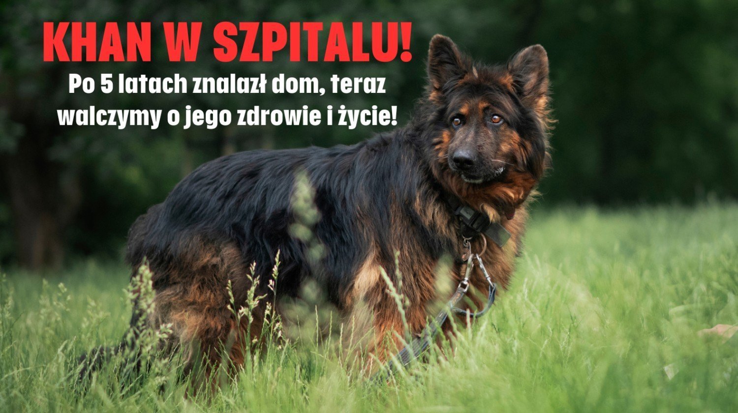 zwierzęta