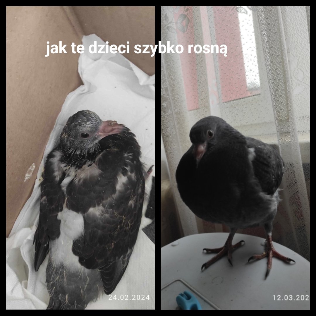 KIPTSaAGfzCaljS2.jpg