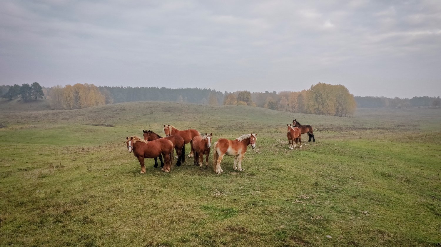 potrzeby