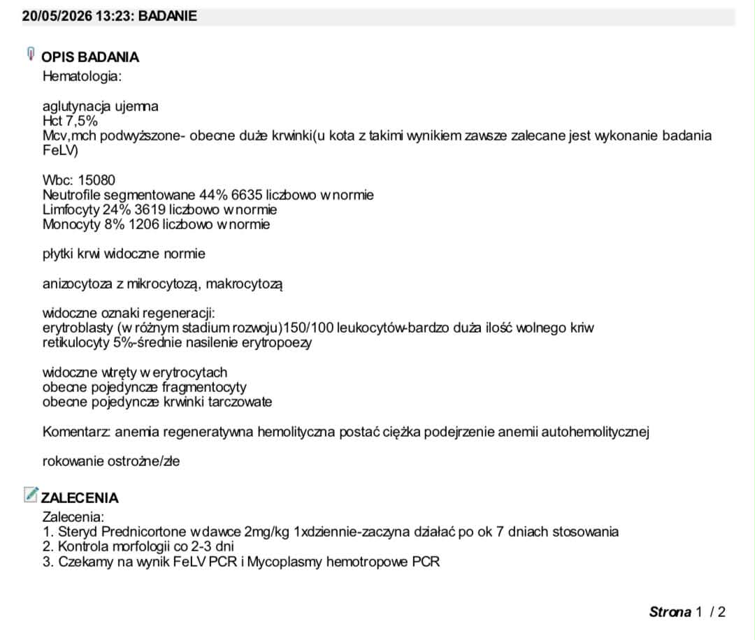 RBb6MQP6KVIXp80A.jpg