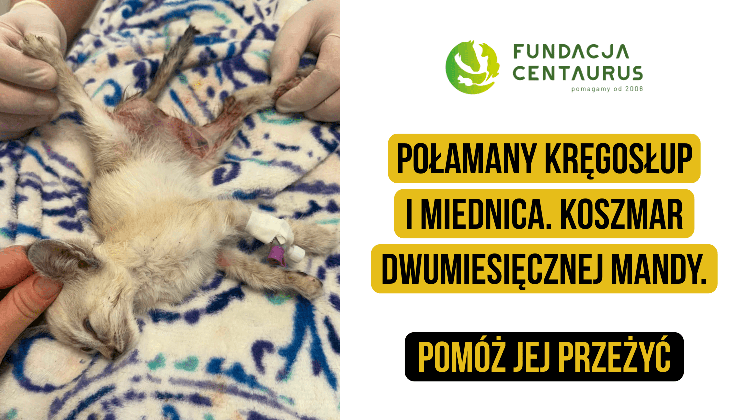 Zwierzęta