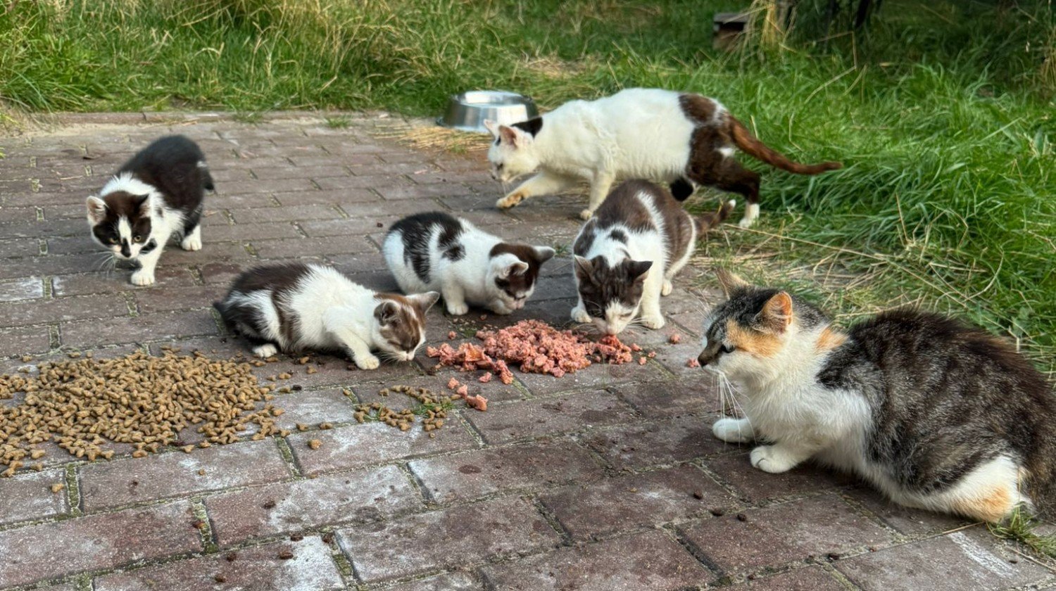 Animals