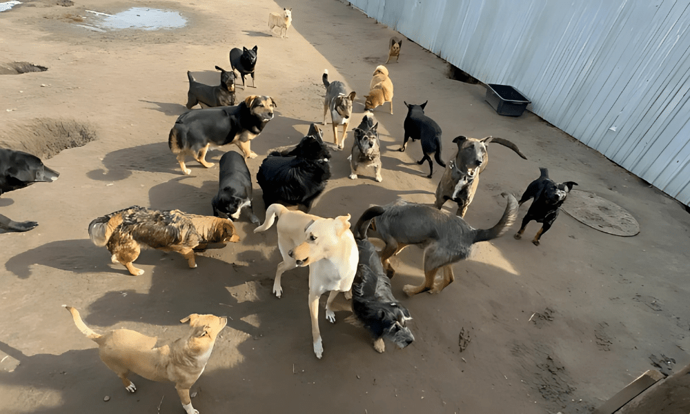 2PUWLoa2Hz5ohgOS.png