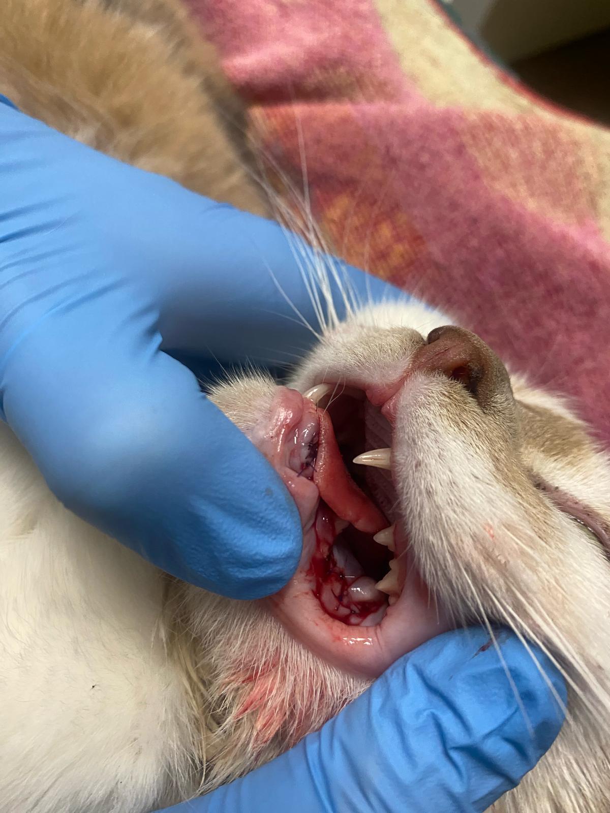 IHc70pMJLiVd7TFD.jpg
