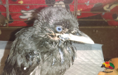 b5x3ma-96639d8f.png