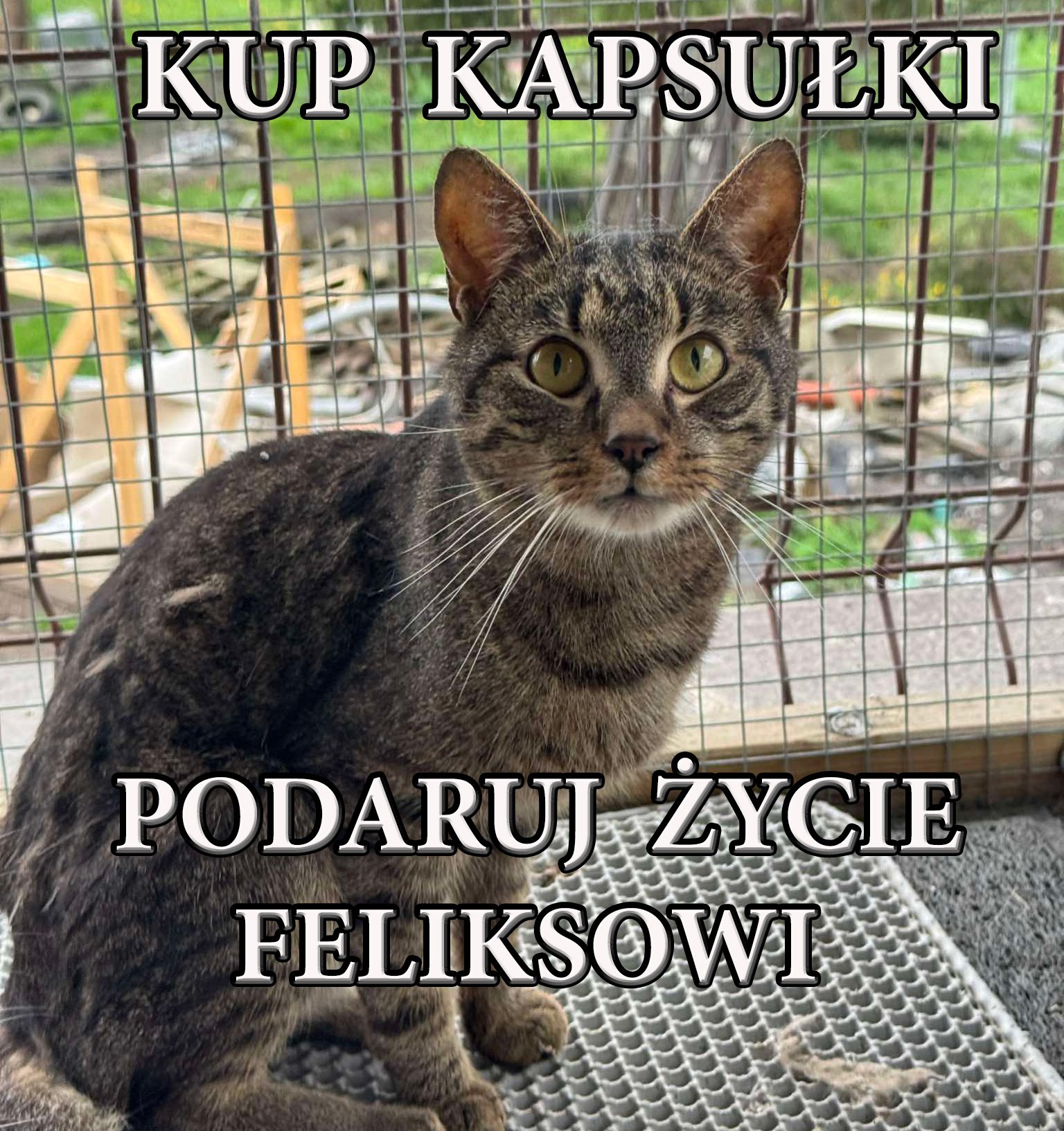 TusAvzcCLLASRAm4.jpg