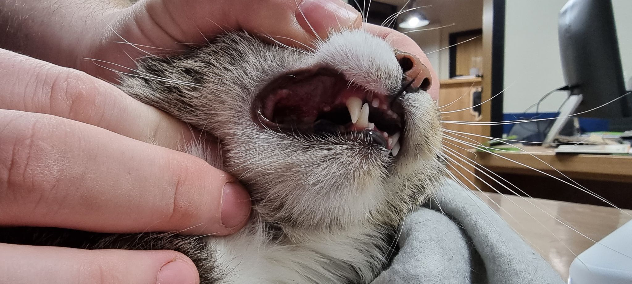 h085981f36a46ea7.jpeg