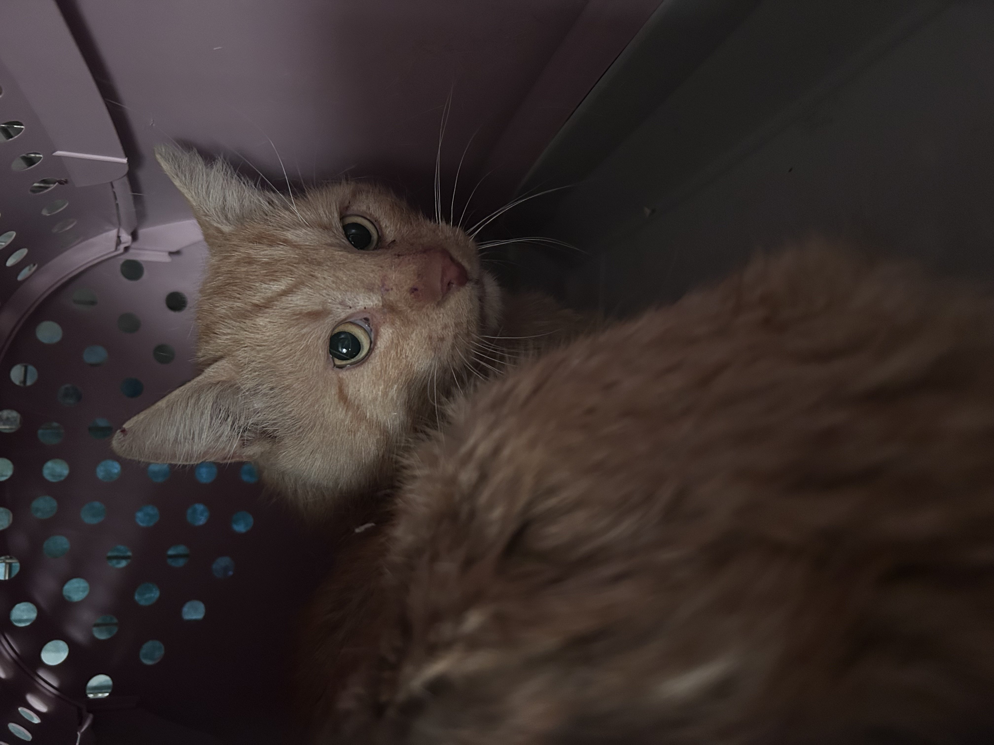 boX6nXHlcVSn9Dzj.jpg