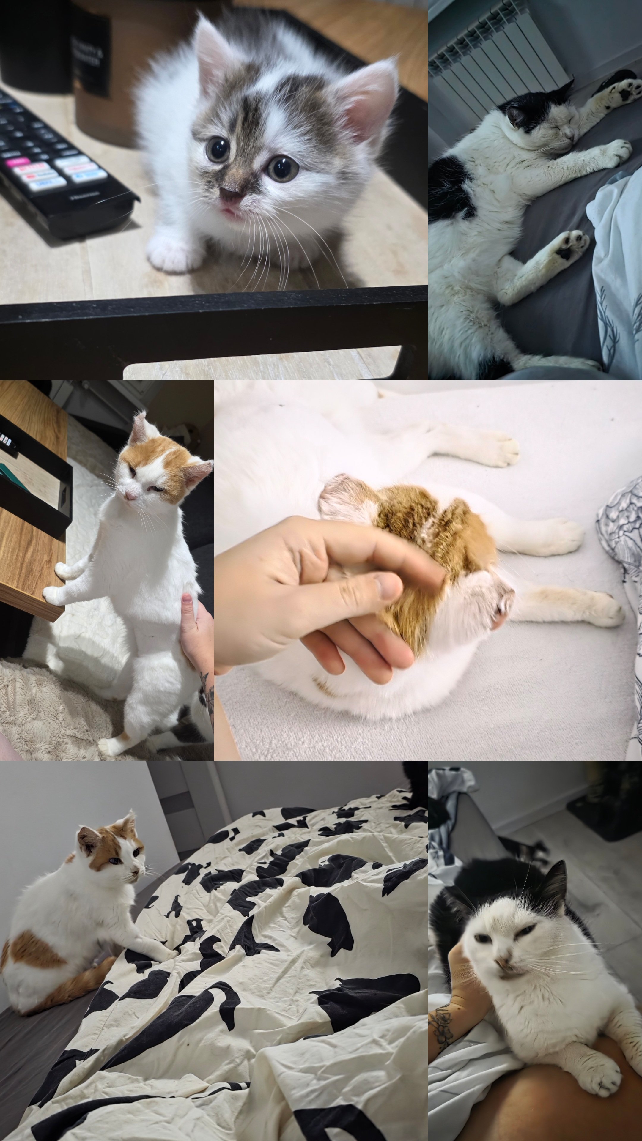 YuNiHDRVzErYJj8K.jpg