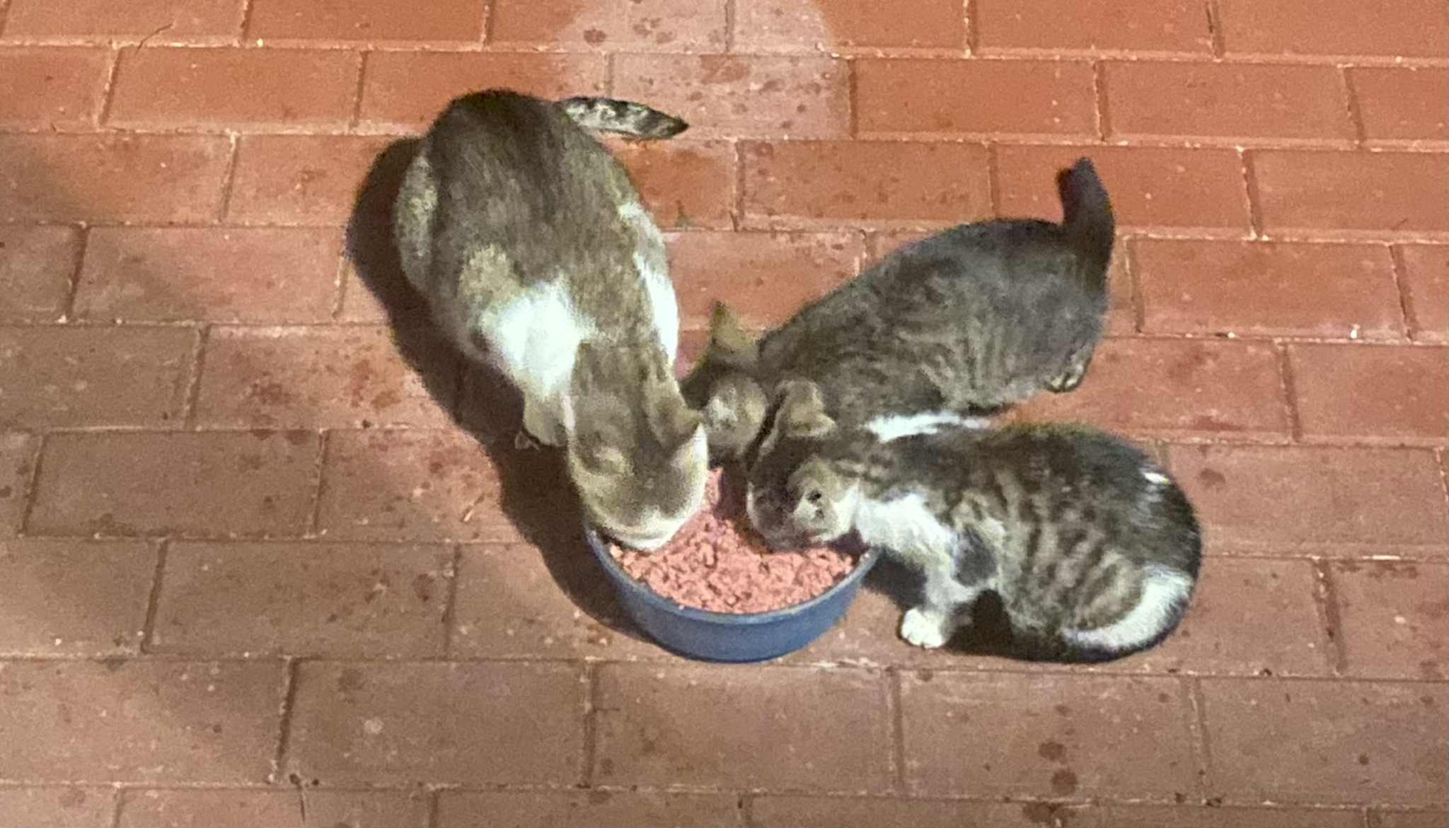 nYKEKGwMWw1ZFh6V.jpg