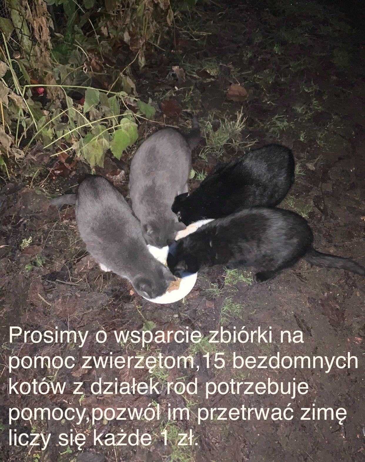Dl11ClUE76yc7ZqO.jpg