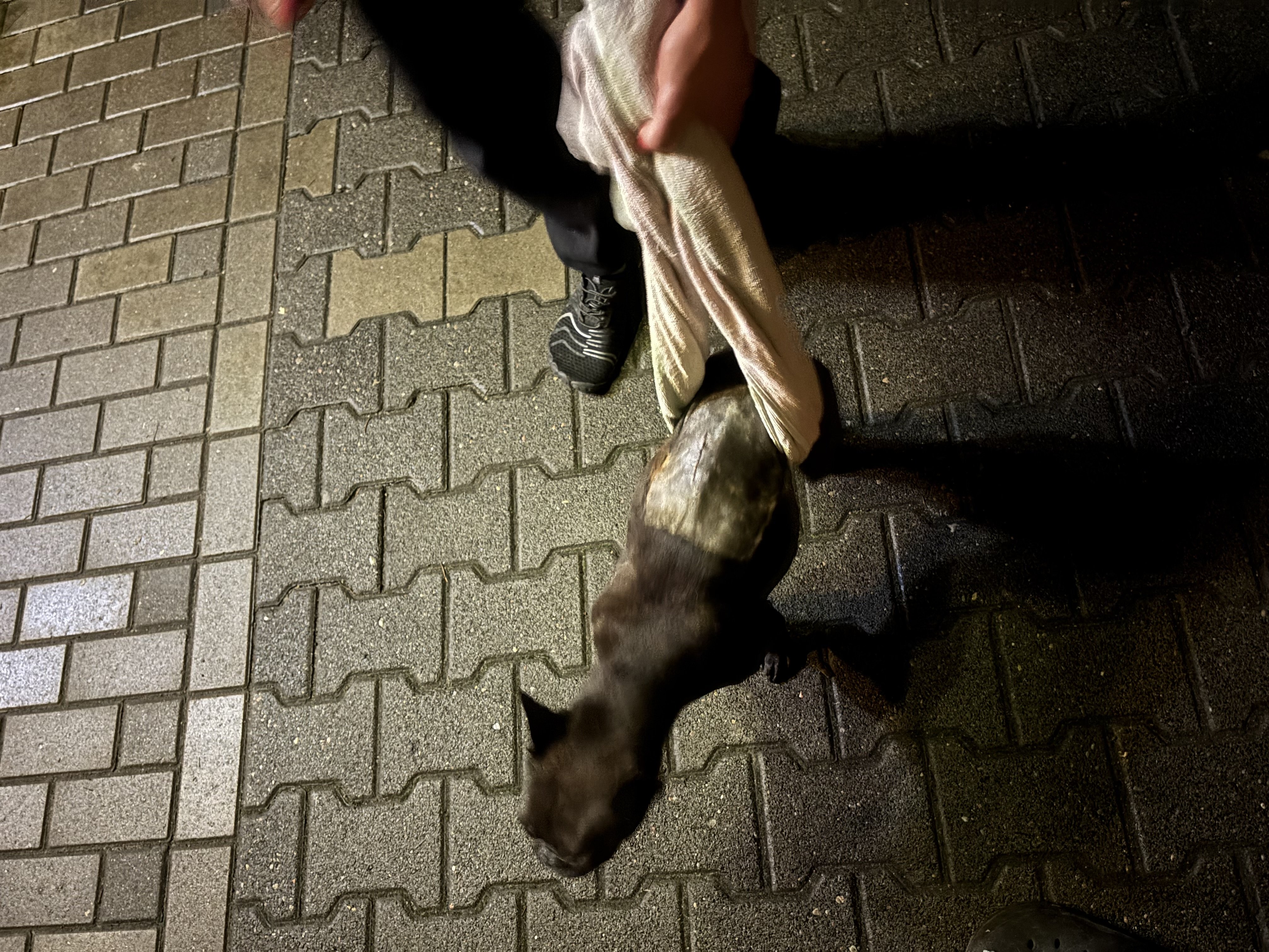 t5IaYO4ZS8bq9iiF.jpg