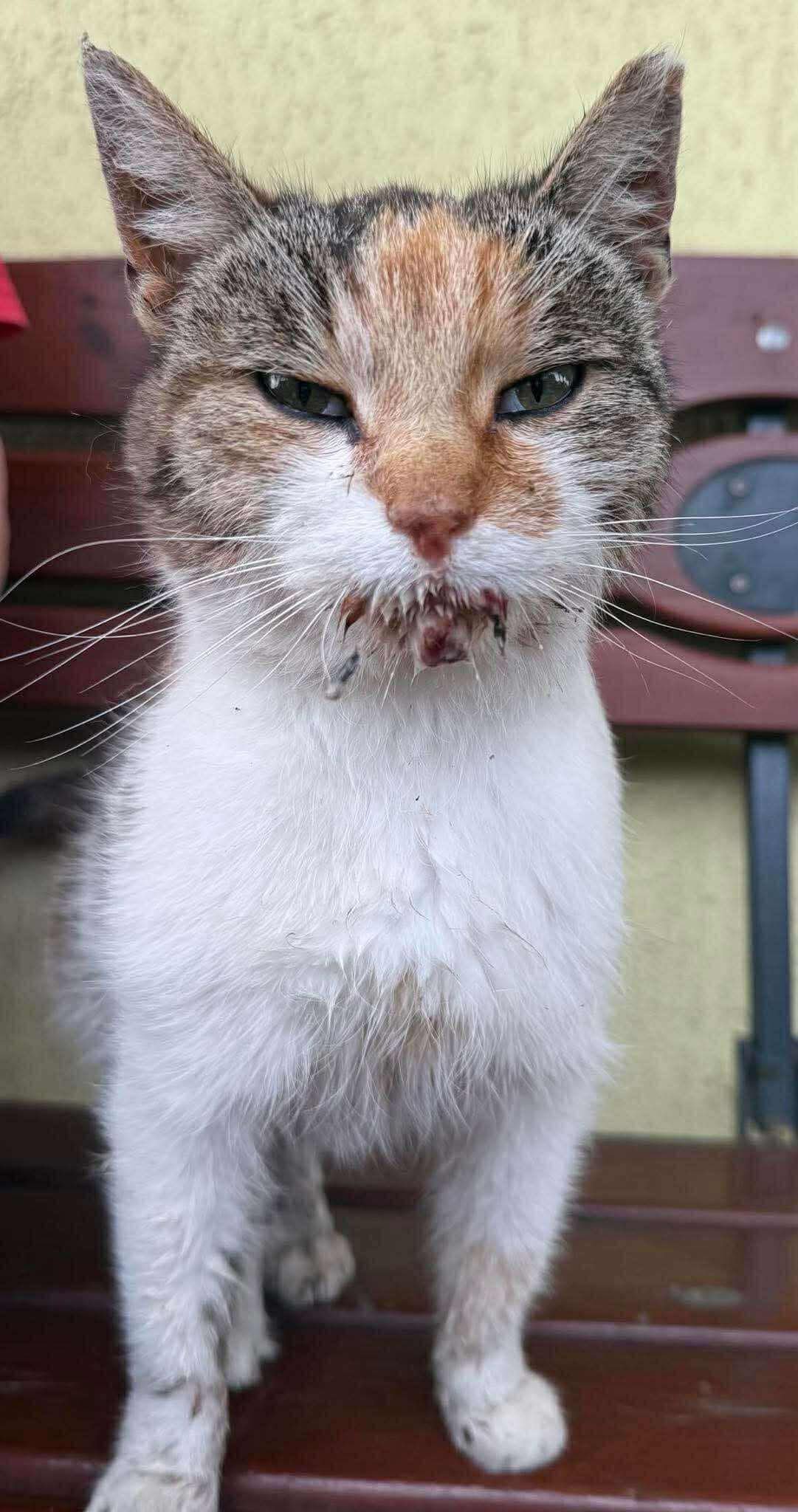 TJJVfqrq0slb86y8.jpg