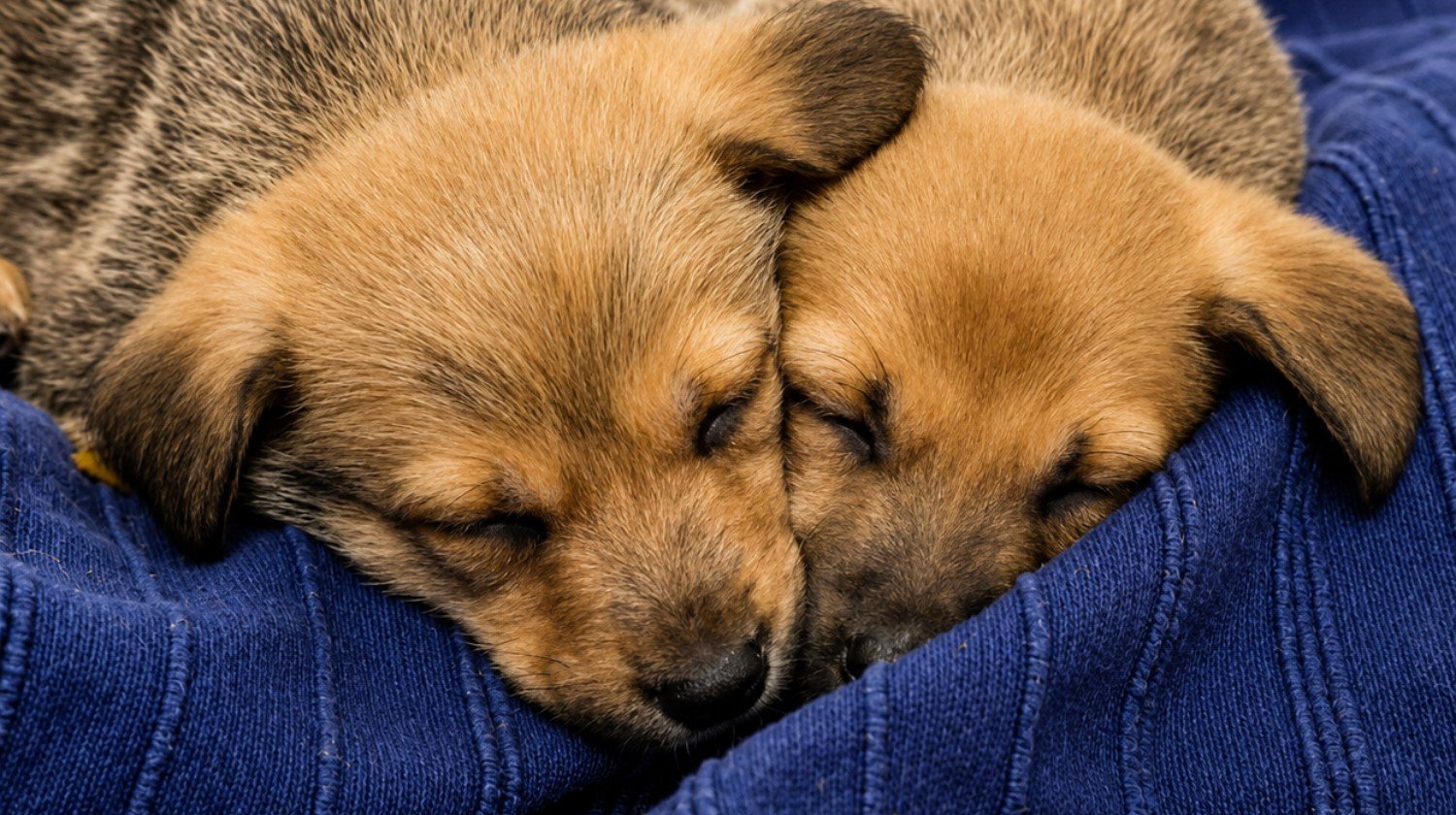 Animals