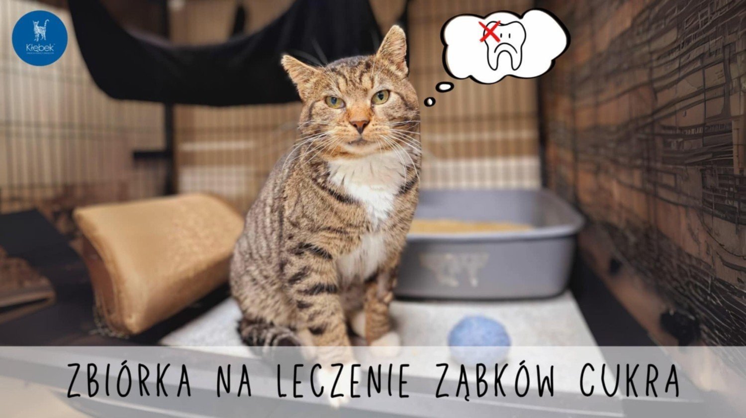 zwierzęta