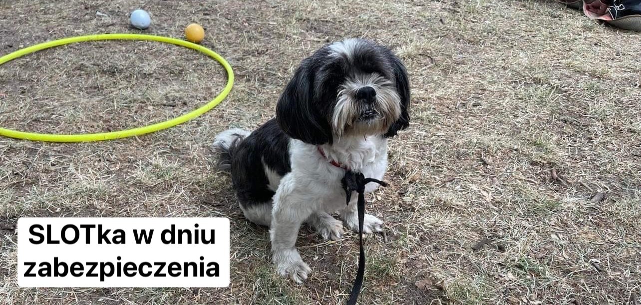 WgOJA1bZRkn5hhdj.jpg