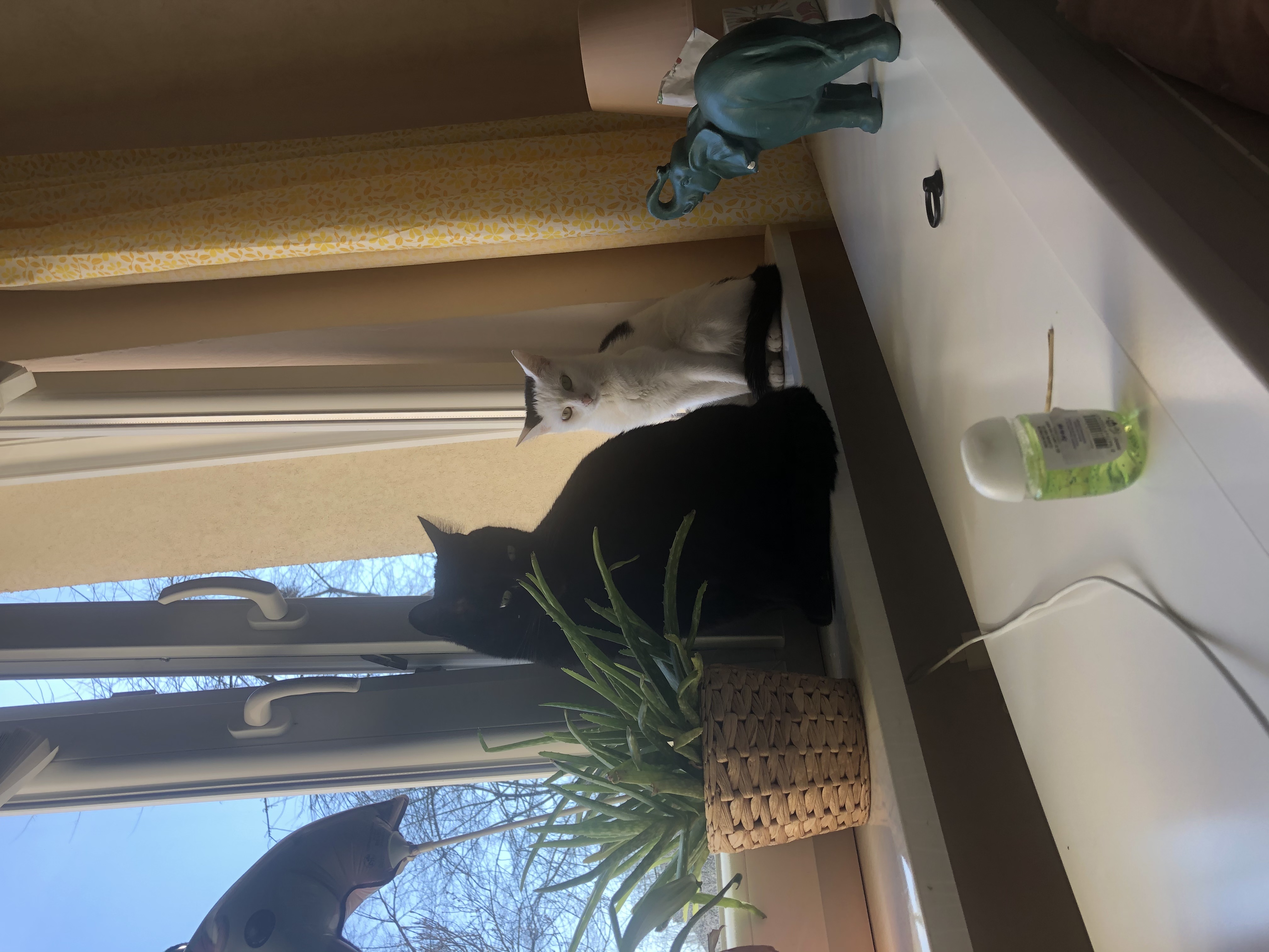 o1786b3be8436478.jpeg