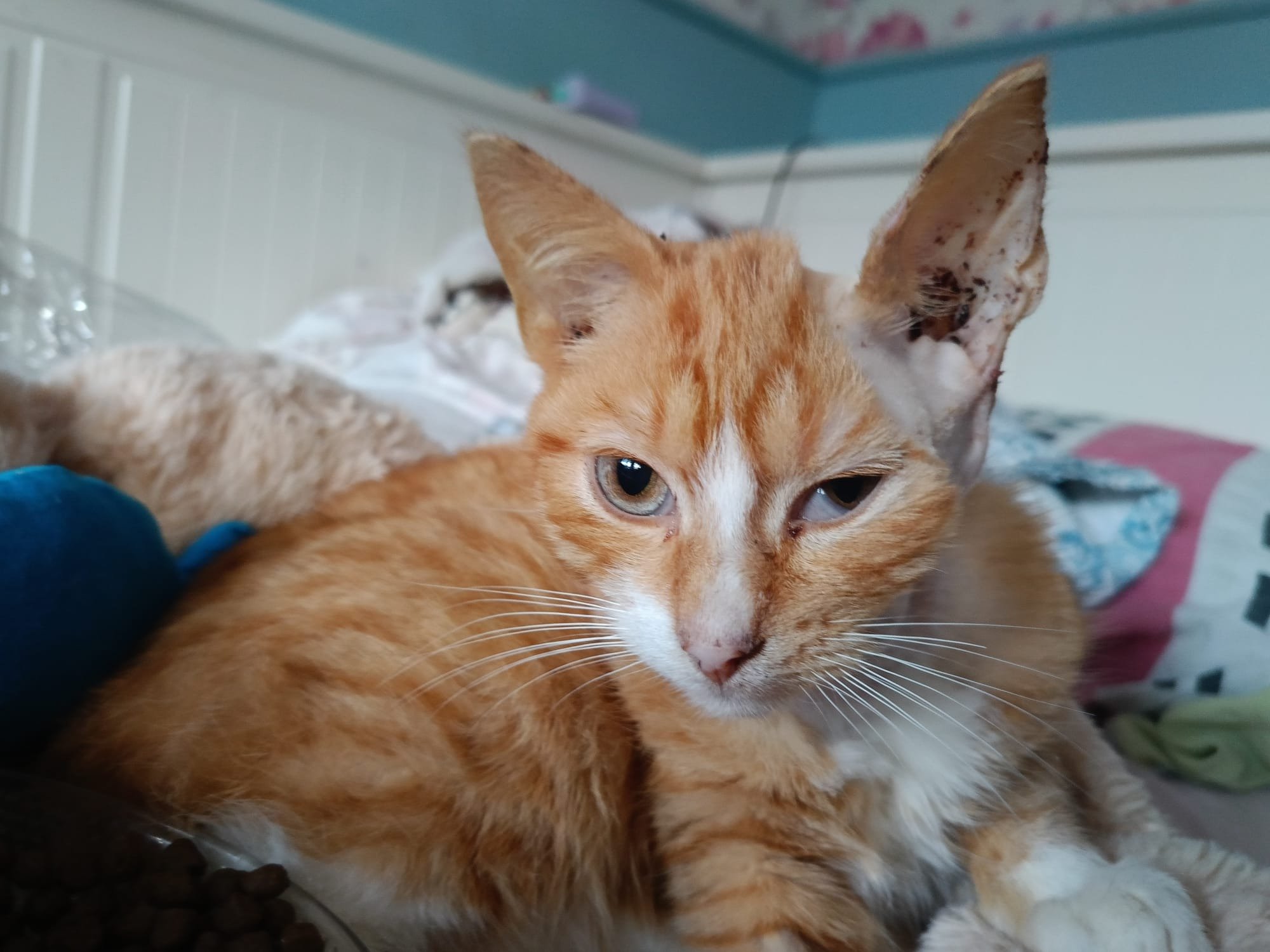 sat0bgYQTRupiGhy.jpg