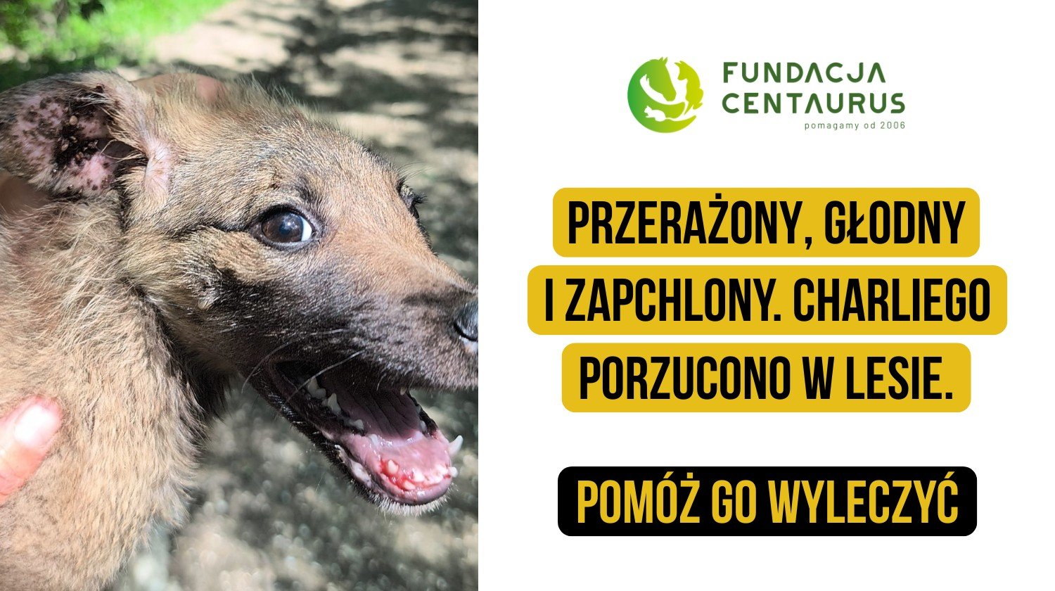 Zwierzęta